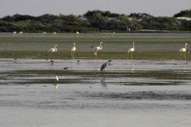 Wetlands Reserve in Al Wusta Governorate_0.jpg 