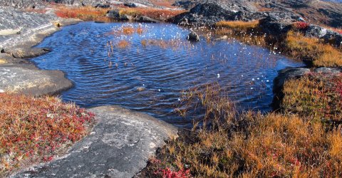Small tundra peatland pond in Greenland