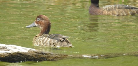 Madagascar ducks