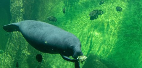 Manatee