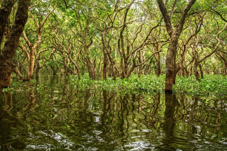 mangrove trees