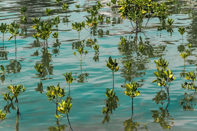 Young mangroves