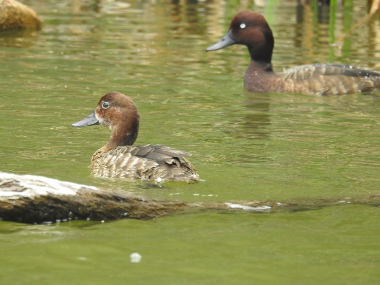 Madagascar ducks