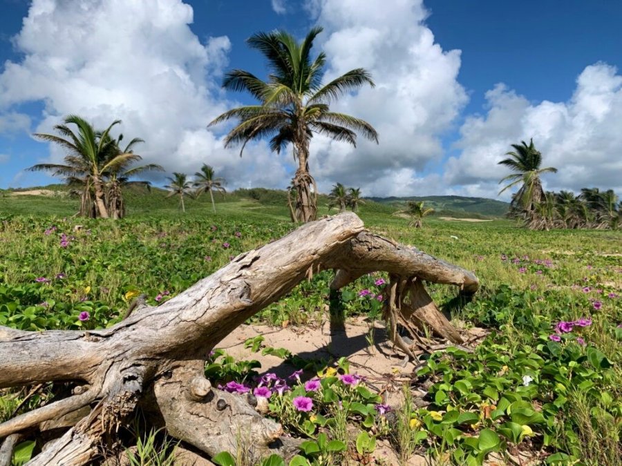 barbados long pond