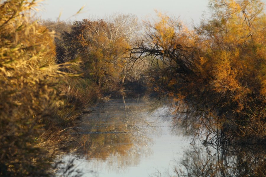 camargue