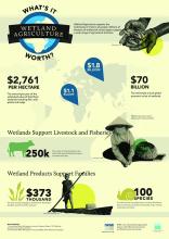 World Wetlands Day 2014 IWMI Infographic