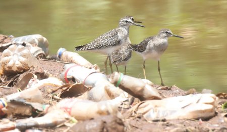 Wood Sandpipers- Jan, 2023.jpg