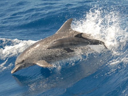 South Coast, Atlantic spotted dolphin