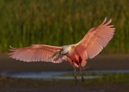 Western Wetlands, Roseate spoonbill