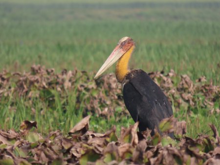 Udhwa Lake Bird Sanctuary