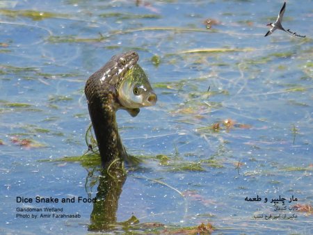 Gandoman Wetland, Natrix tessellata