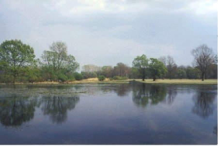 Flooded grassland along Morava River, nearby the village of Drösing, Austria.  Photo: Distelverein