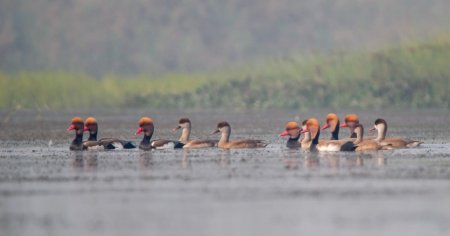 Bakhira Wildlife Sanctuary, Netta rufina