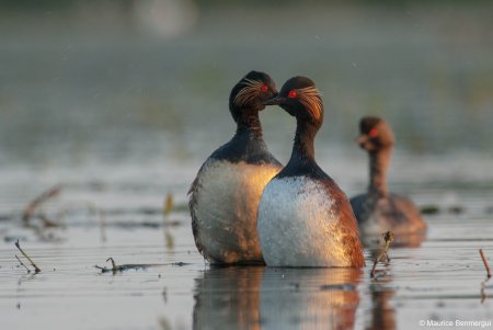 La Dombes, Podiceps nigricollis