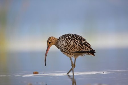 Numenius arquata, Neretva River Delta