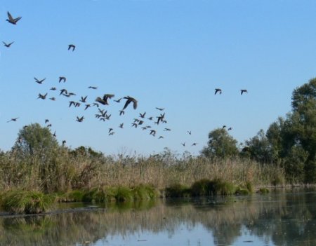 Busatello marsh