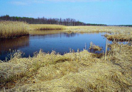 Servech dry vegetation