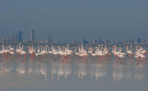 Bul Syayeef - Flamingos against the backdrop of Abu Dhabi city